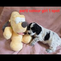Cockapoo