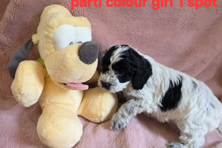 Cockapoo