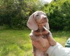 Dachshund (Miniature Smooth Haired)