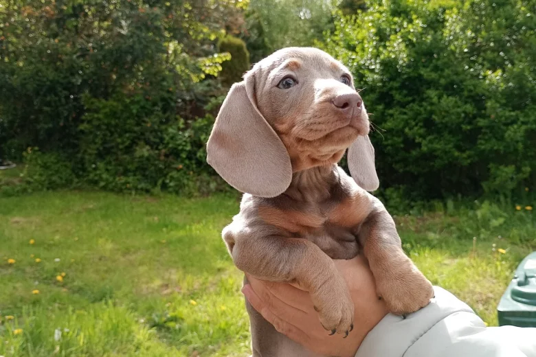 Dachshund (Miniature Smooth Haired)