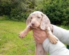 Dachshund (Miniature Smooth Haired)