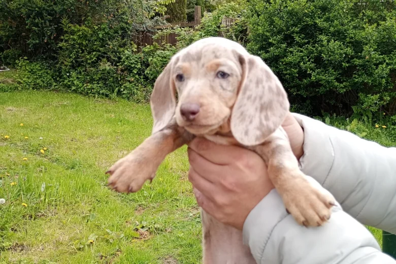 Dachshund (Miniature Smooth Haired)