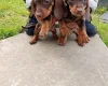 Dachshund (Miniature Smooth Haired)