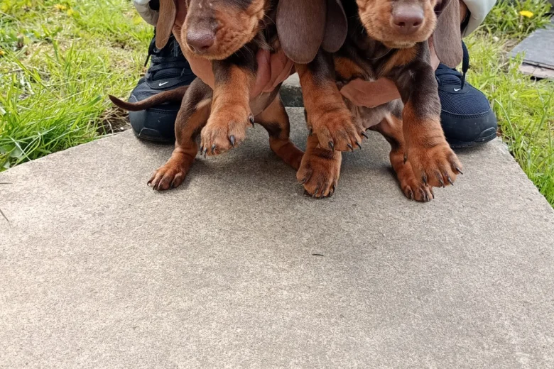 Dachshund (Miniature Smooth Haired)