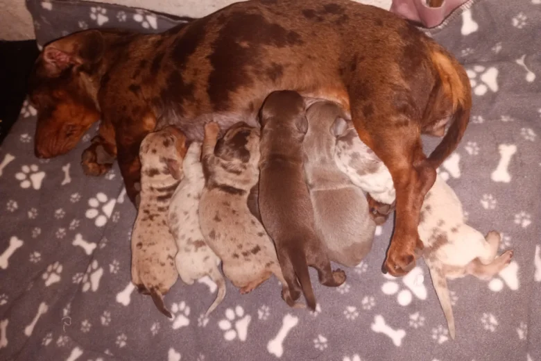 Dachshund (Miniature Smooth Haired)