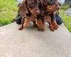 Dachshund (Miniature Smooth Haired)