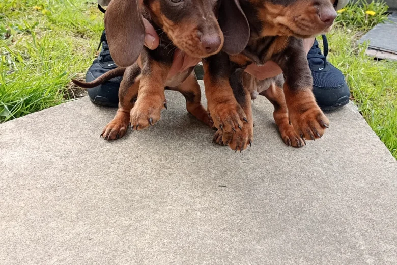 Dachshund (Miniature Smooth Haired)