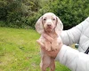 Dachshund (Miniature Smooth Haired)
