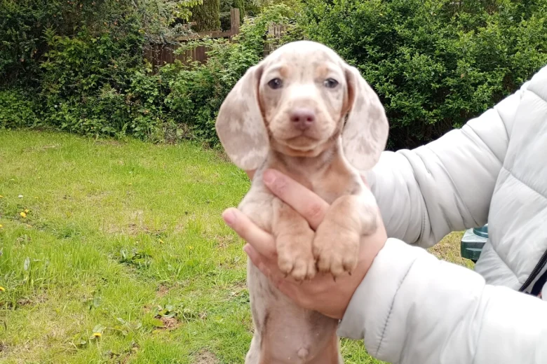 Dachshund (Miniature Smooth Haired)