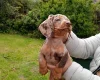 Dachshund (Miniature Smooth Haired)