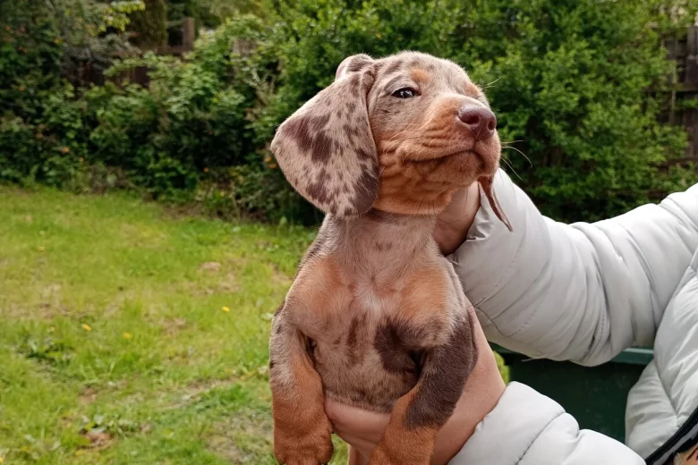 Dachshund (Miniature Smooth Haired)