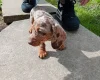 Dachshund (Miniature Smooth Haired)