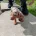 Dachshund (Miniature Smooth Haired)