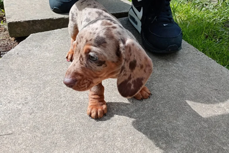 Dachshund (Miniature Smooth Haired)