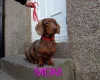 Dachshund (Miniature Smooth Haired)