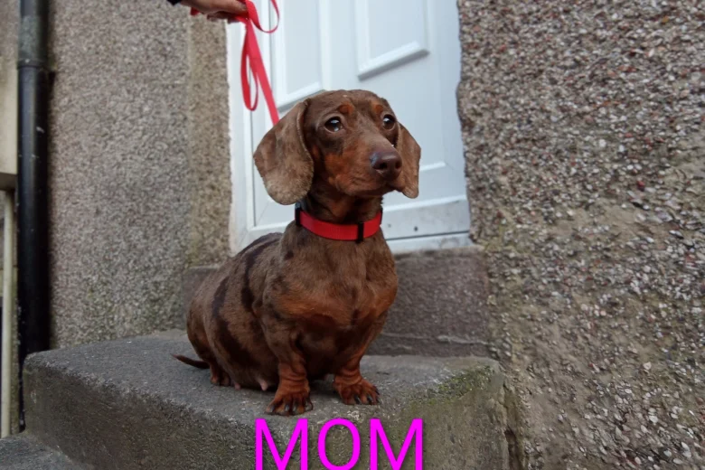 Dachshund (Miniature Smooth Haired)