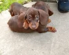 Dachshund (Miniature Smooth Haired)