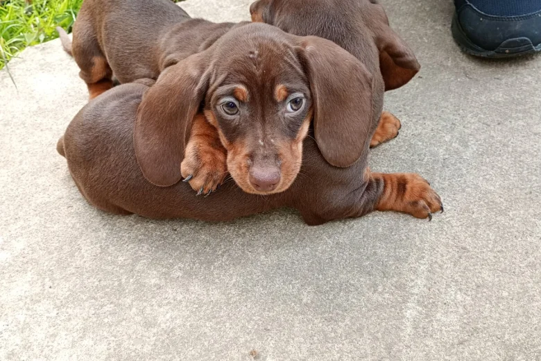 Dachshund (Miniature Smooth Haired)