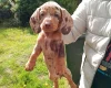 Dachshund (Miniature Smooth Haired)