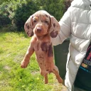Dachshund (Miniature Smooth Haired)