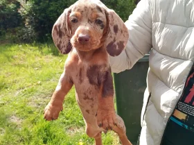 Dachshund (Miniature Smooth Haired)