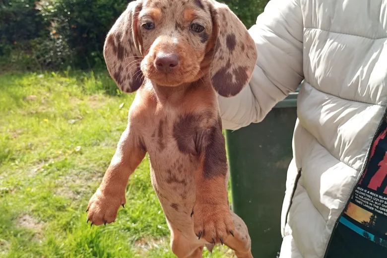 Dachshund (Miniature Smooth Haired)