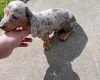 Dachshund (Miniature Smooth Haired)