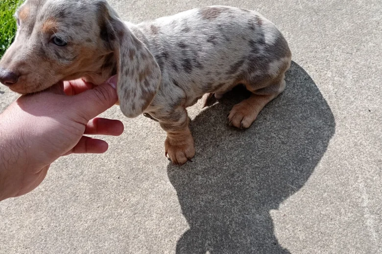 Dachshund (Miniature Smooth Haired)