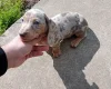 Dachshund (Miniature Smooth Haired)