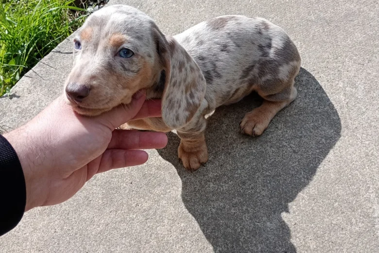 Dachshund (Miniature Smooth Haired)
