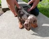 Dachshund (Miniature Smooth Haired)