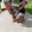 Dachshund (Miniature Smooth Haired)