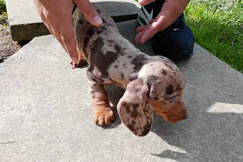 Dachshund (Miniature Smooth Haired)