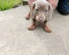 Dachshund (Miniature Smooth Haired)