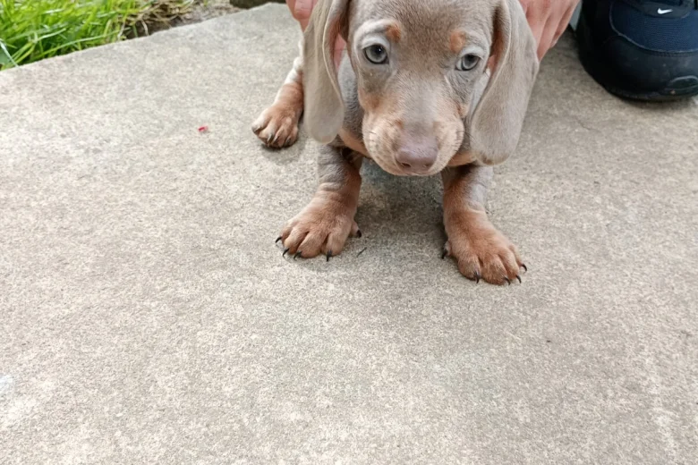 Dachshund (Miniature Smooth Haired)