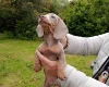 Dachshund (Miniature Smooth Haired)