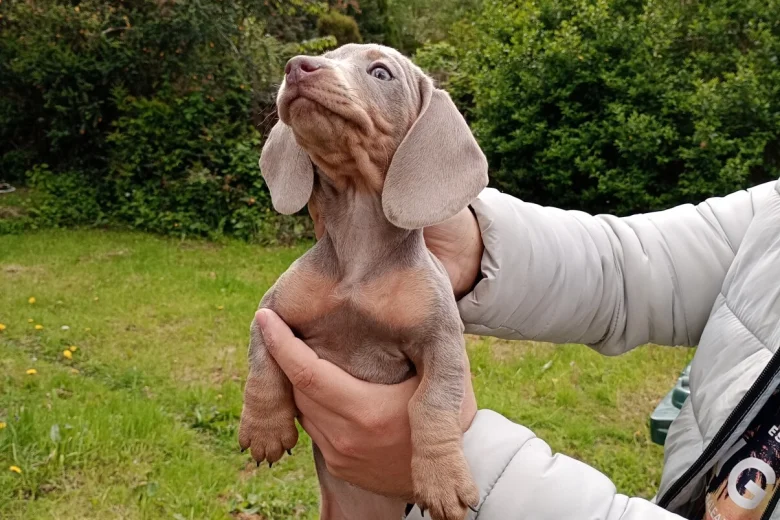 Dachshund (Miniature Smooth Haired)