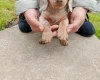 Dachshund (Miniature Smooth Haired)