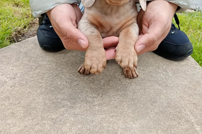 Dachshund (Miniature Smooth Haired)