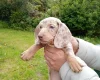 Dachshund (Miniature Smooth Haired)
