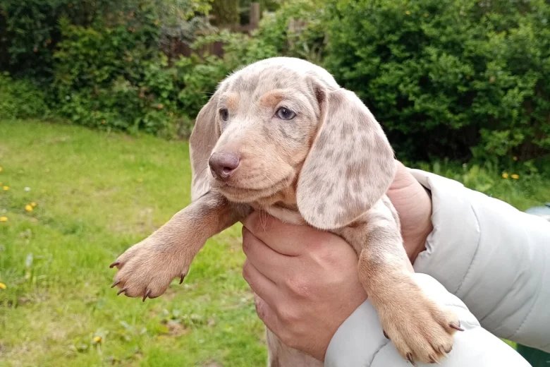 Dachshund (Miniature Smooth Haired)