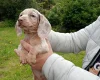 Dachshund (Miniature Smooth Haired)