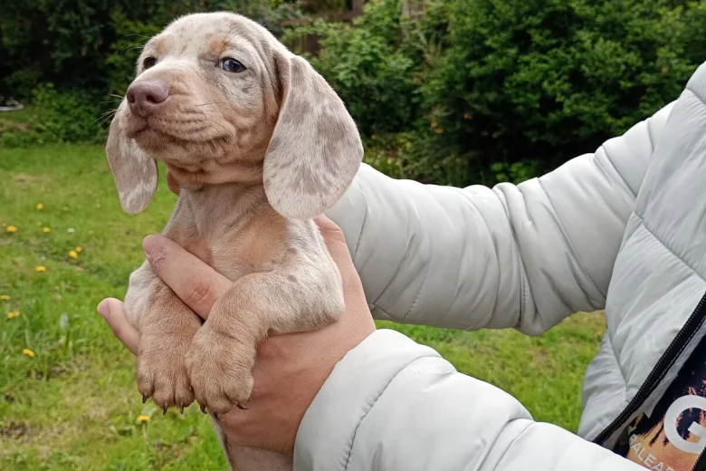 Dachshund (Miniature Smooth Haired)