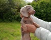 Dachshund (Miniature Smooth Haired)