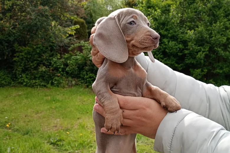 Dachshund (Miniature Smooth Haired)