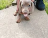 Dachshund (Miniature Smooth Haired)
