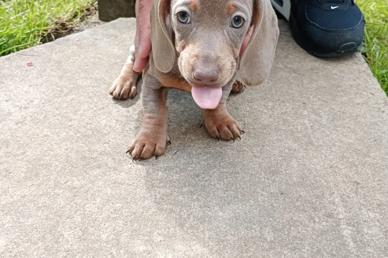 Dachshund (Miniature Smooth Haired)