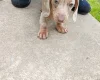 Dachshund (Miniature Smooth Haired)