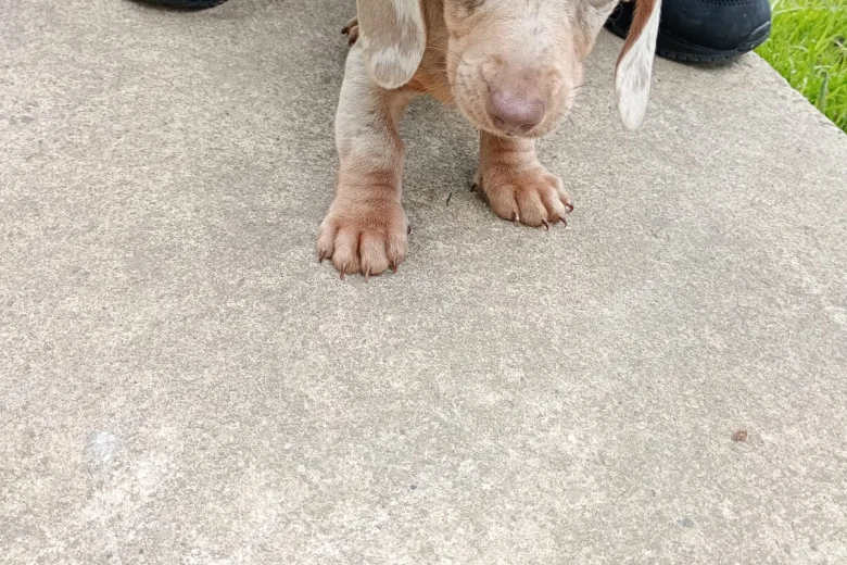 Dachshund (Miniature Smooth Haired)
