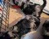 Cockapoo